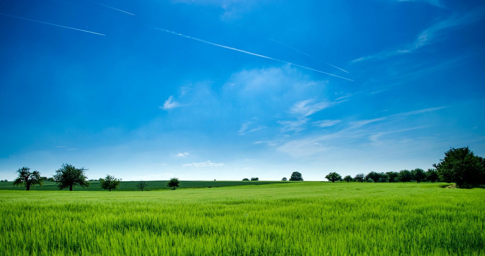 🌱 Why Biodiversity Is Essential for a Sustainable Future